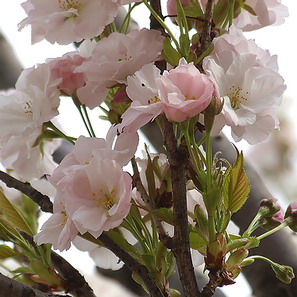 Prunus SERR. AMANOGAWA IC