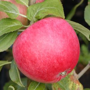 Æble Rød Ananas Espalie 2 etager