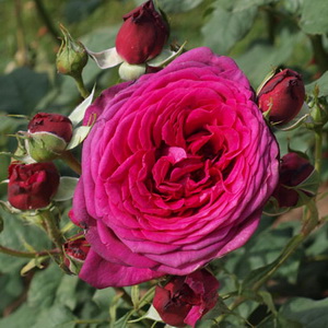 J. W. v. Goethe Rose ®