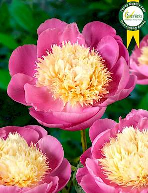 Paeonia Lac. Bowl of Beauty