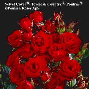 Velvet Cover™ Stamrose 60 cm