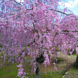 Prunus Serrulata Kiku Shidara  Sakura