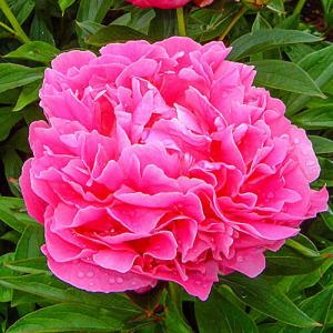 Paeonia Lac Dr. A. Flemming