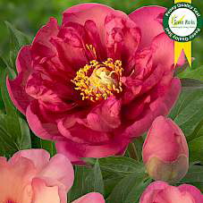 Paeonia Itoh Magial Mystery Tour