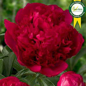 Paeonia Lac. Command Performance
