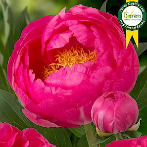 Paeonia Lac. Cytherea