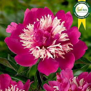 Paeonia Lac. Top Hat