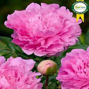 Paeonia Lac. Dinner Plate