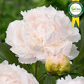 Paeonia Lac. Brother Chuck
